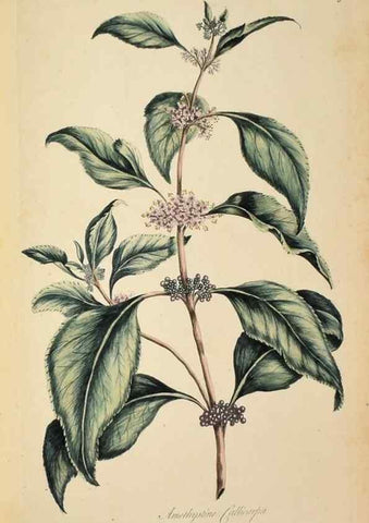 Reproducción/Reproduction 36040866844: Exotic botany illustrated :. London :Printed for the author,1772.