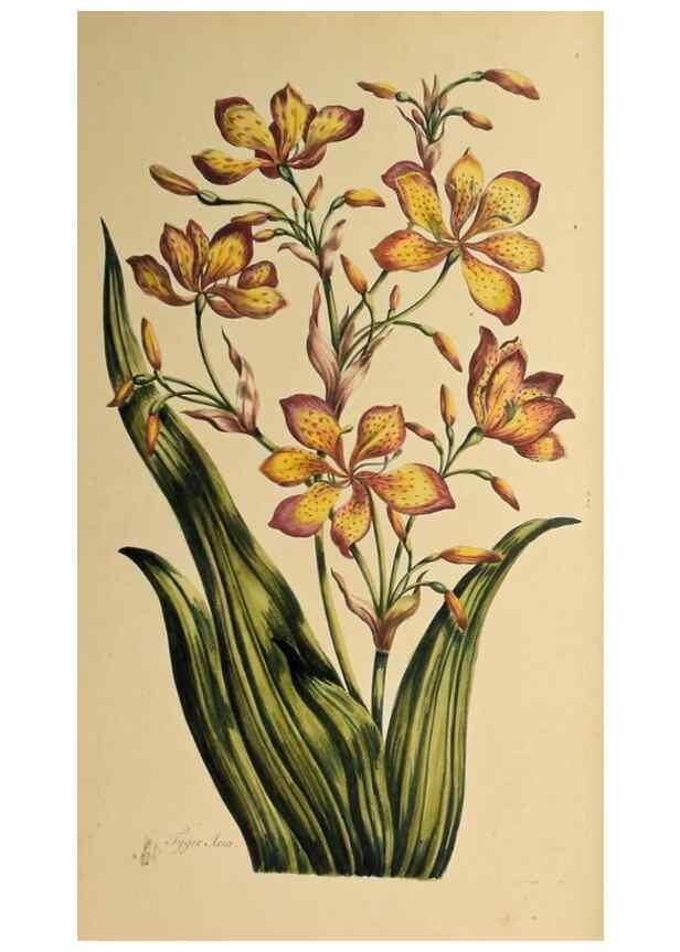 Reproducción/Reproduction 36040862664: Exotic botany illustrated :. London :Printed for the author,1772.