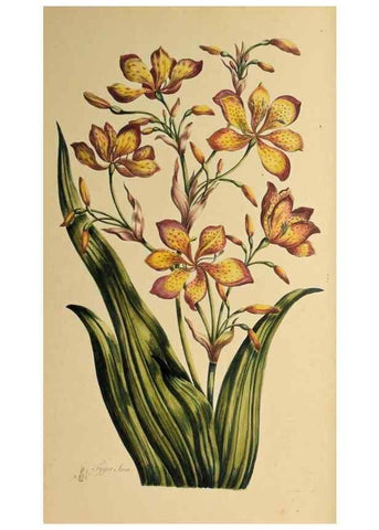Reproducción/Reproduction 36040862664: Exotic botany illustrated :. London :Printed for the author,1772.