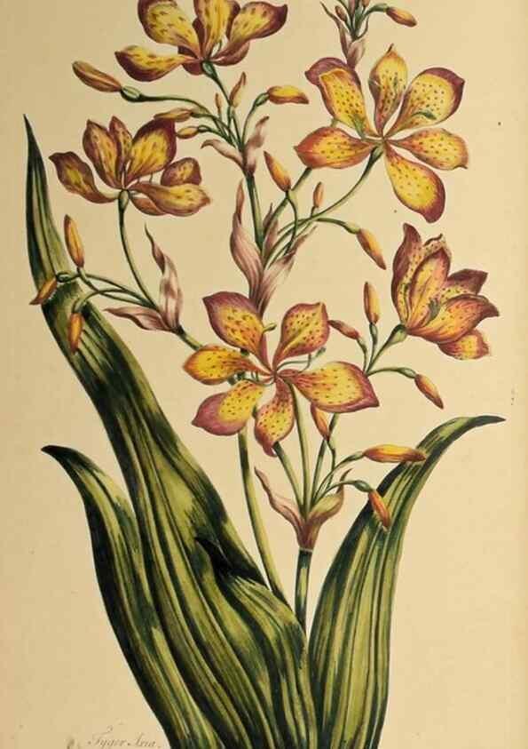 Reproducción/Reproduction 36040862664: Exotic botany illustrated :. London :Printed for the author,1772.