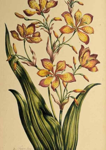 Reproducción/Reproduction 36040862664: Exotic botany illustrated :. London :Printed for the author,1772.