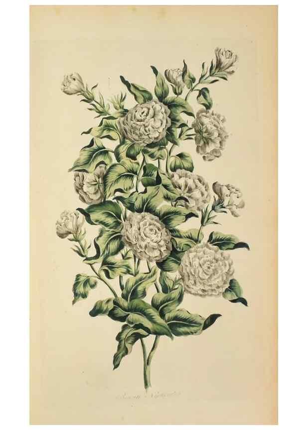Reproducción/Reproduction 36704040722: Exotic botany illustrated :. London :Printed for the author,1772.