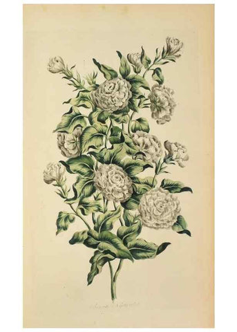 Reproducción/Reproduction 36704040722: Exotic botany illustrated :. London :Printed for the author,1772.