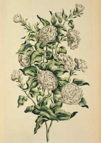 Reproducción/Reproduction 36704040722: Exotic botany illustrated :. London :Printed for the author,1772.