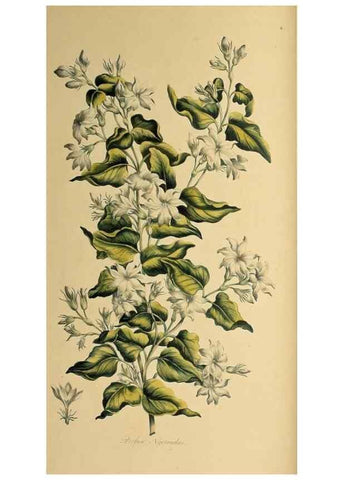 Reproducción/Reproduction 36704039402: Exotic botany illustrated :. London :Printed for the author,1772.