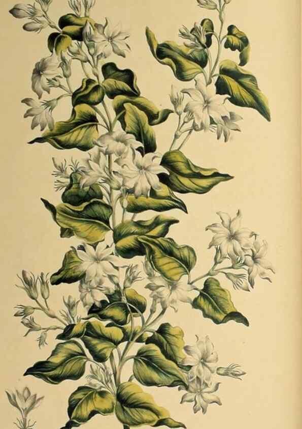 Reproducción/Reproduction 36704039402: Exotic botany illustrated :. London :Printed for the author,1772.