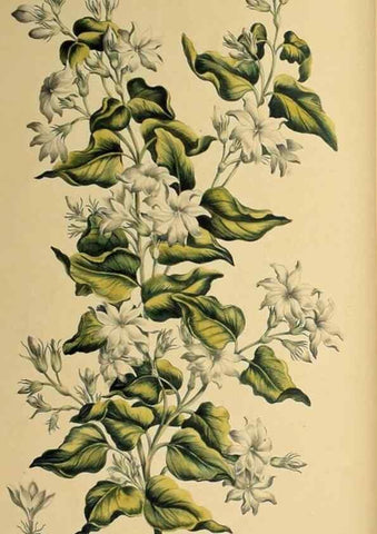 Reproducción/Reproduction 36704039402: Exotic botany illustrated :. London :Printed for the author,1772.