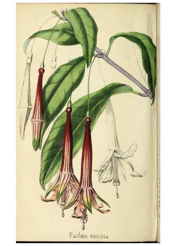 Reproducción/Reproduction 36399355670: Revue horticole.. Paris :Librairie agricole de la maison rustique,1829-1974.