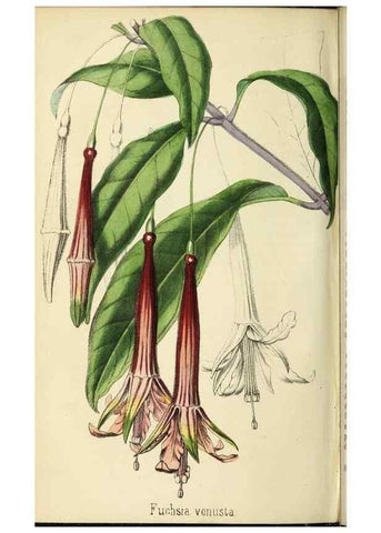 Reproducción/Reproduction 36399355670: Revue horticole.. Paris :Librairie agricole de la maison rustique,1829-1974.