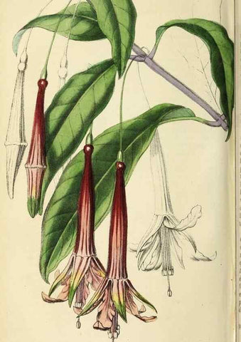 Reproducción/Reproduction 36399355670: Revue horticole.. Paris :Librairie agricole de la maison rustique,1829-1974.