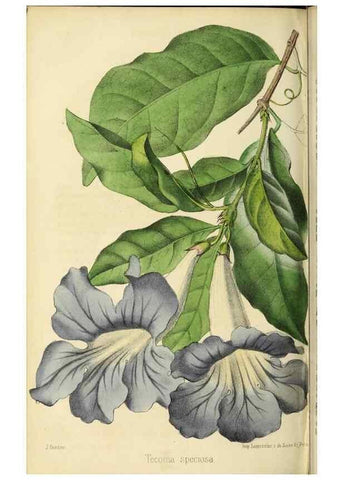 Reproducción/Reproduction 36399357950: Revue horticole.. Paris :Librairie agricole de la maison rustique,1829-1974.