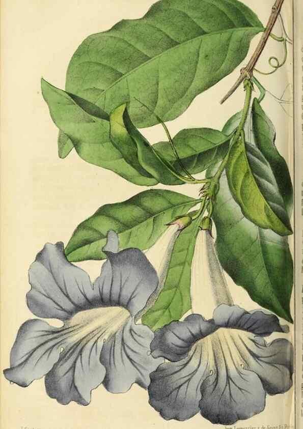 Reproducción/Reproduction 36399357950: Revue horticole.. Paris :Librairie agricole de la maison rustique,1829-1974.