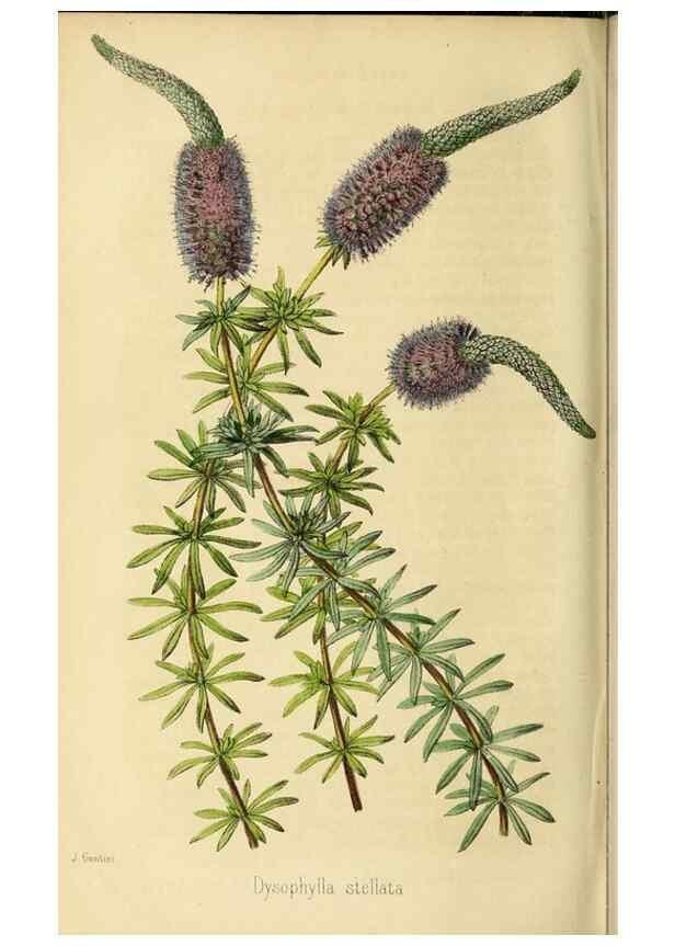 Reproducción/Reproduction 36399360380: Revue horticole.. Paris :Librairie agricole de la maison rustique,1829-1974.