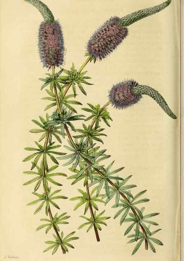 Reproducción/Reproduction 36399360380: Revue horticole.. Paris :Librairie agricole de la maison rustique,1829-1974.