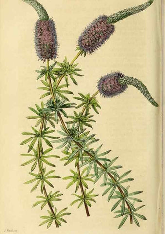 Reproducción/Reproduction 36399360380: Revue horticole.. Paris :Librairie agricole de la maison rustique,1829-1974.