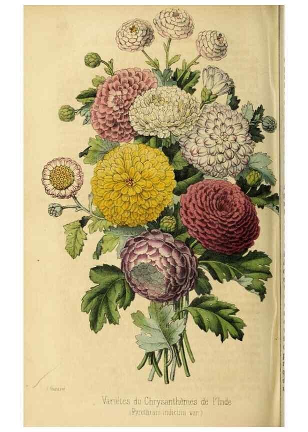 Reproducción/Reproduction 36626062022: Revue horticole.. Paris :Librairie agricole de la maison rustique,1829-1974.