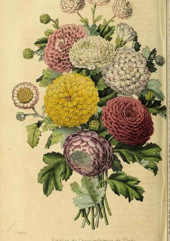Reproducción/Reproduction 36626062022: Revue horticole.. Paris :Librairie agricole de la maison rustique,1829-1974.