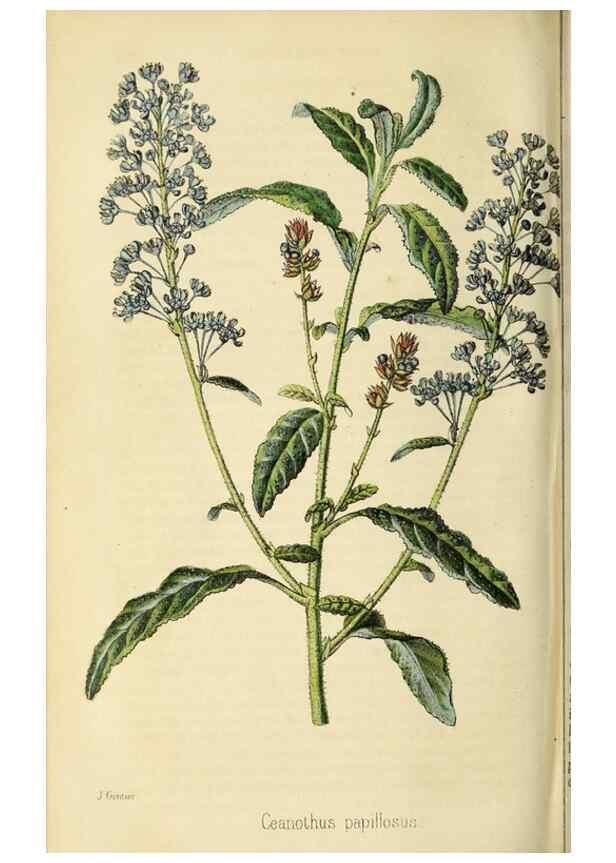 Reproducción/Reproduction 36626064412: Revue horticole.. Paris :Librairie agricole de la maison rustique,1829-1974.