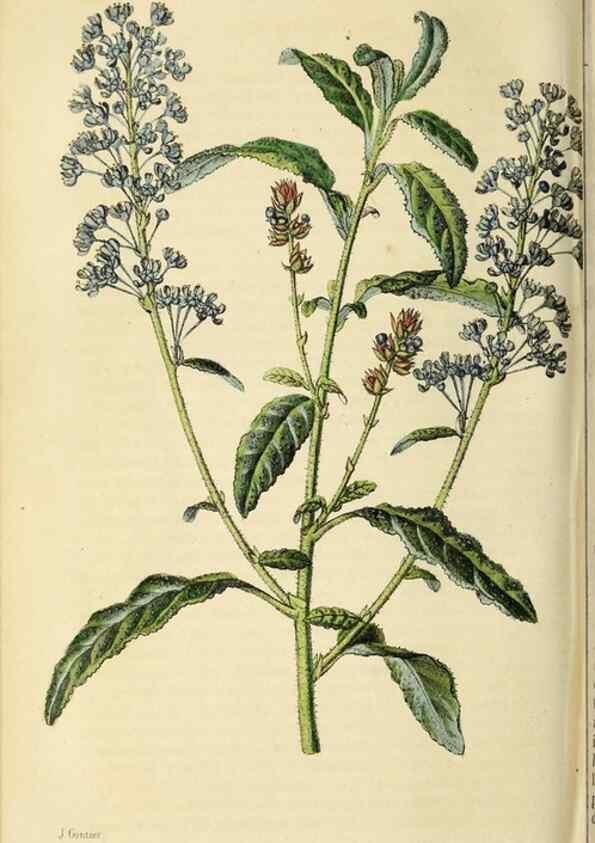 Reproducción/Reproduction 36626064412: Revue horticole.. Paris :Librairie agricole de la maison rustique,1829-1974.