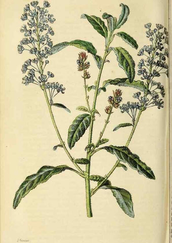 Reproducción/Reproduction 36626064412: Revue horticole.. Paris :Librairie agricole de la maison rustique,1829-1974.