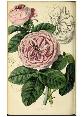 Reproducción/Reproduction 36626067482: Revue horticole.. Paris :Librairie agricole de la maison rustique,1829-1974.
