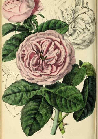 Reproducción/Reproduction 36626067482: Revue horticole.. Paris :Librairie agricole de la maison rustique,1829-1974.