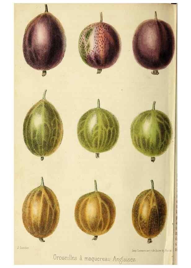 Reproducción/Reproduction 36626070702: Revue horticole.. Paris :Librairie agricole de la maison rustique,1829-1974.