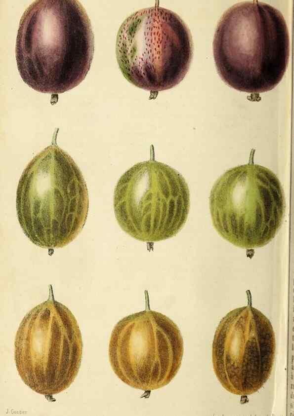 Reproducción/Reproduction 36626070702: Revue horticole.. Paris :Librairie agricole de la maison rustique,1829-1974.