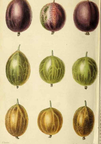 Reproducción/Reproduction 36626070702: Revue horticole.. Paris :Librairie agricole de la maison rustique,1829-1974.