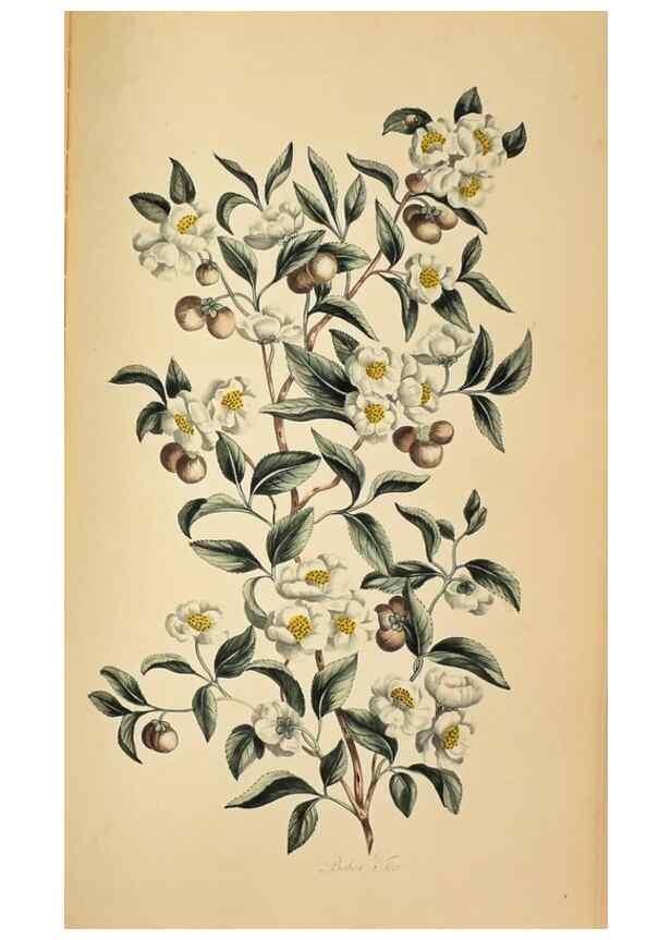 Reproducción/Reproduction 36875174565: Exotic botany illustrated :. London :Printed for the author,1772.