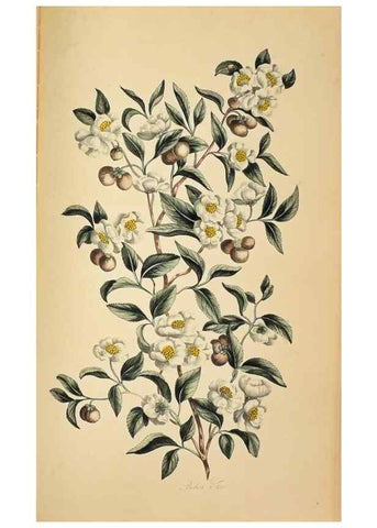 Reproducción/Reproduction 36875174565: Exotic botany illustrated :. London :Printed for the author,1772.