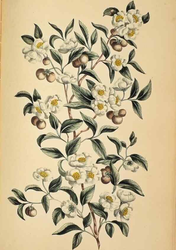 Reproducción/Reproduction 36875174565: Exotic botany illustrated :. London :Printed for the author,1772.