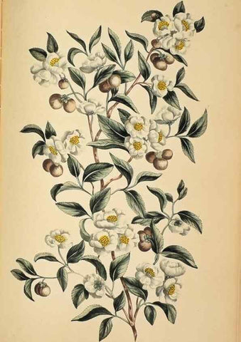 Reproducción/Reproduction 36875174565: Exotic botany illustrated :. London :Printed for the author,1772.