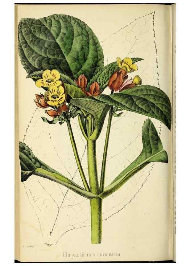 Reproducción/Reproduction 36626073502: Revue horticole.. Paris :Librairie agricole de la maison rustique,1829-1974.