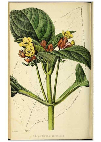 Reproducción/Reproduction 36626073502: Revue horticole.. Paris :Librairie agricole de la maison rustique,1829-1974.