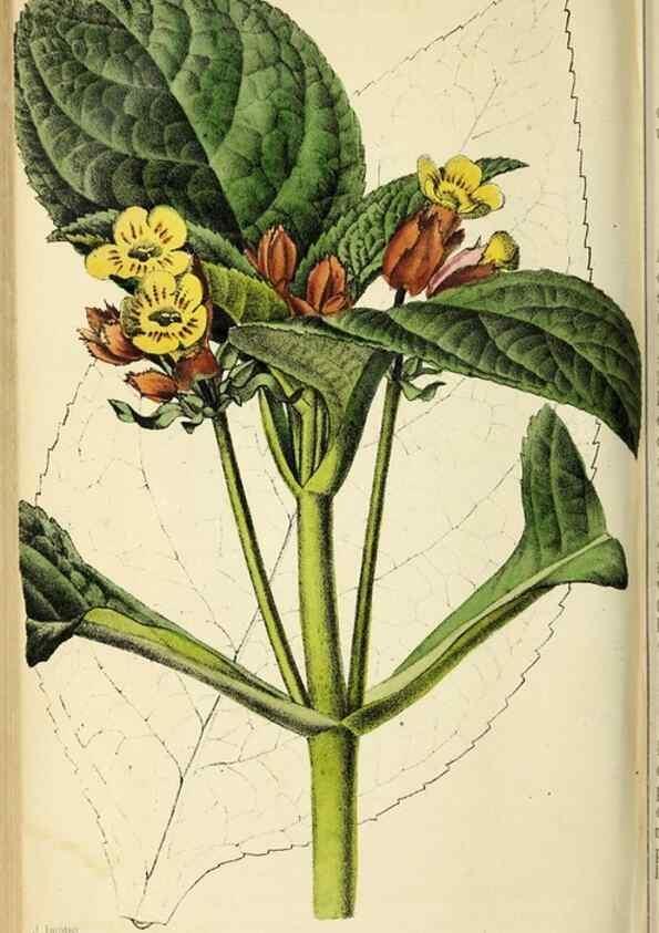 Reproducción/Reproduction 36626073502: Revue horticole.. Paris :Librairie agricole de la maison rustique,1829-1974.
