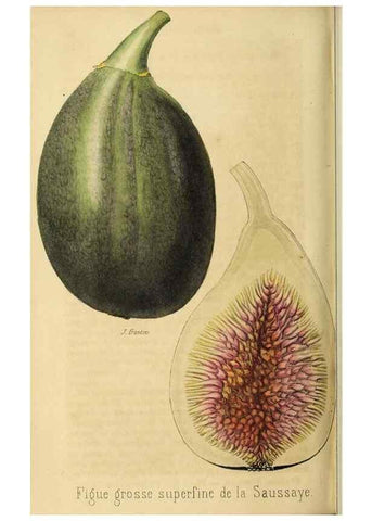 Reproducción/Reproduction 36626078572: Revue horticole.. Paris :Librairie agricole de la maison rustique,1829-1974.