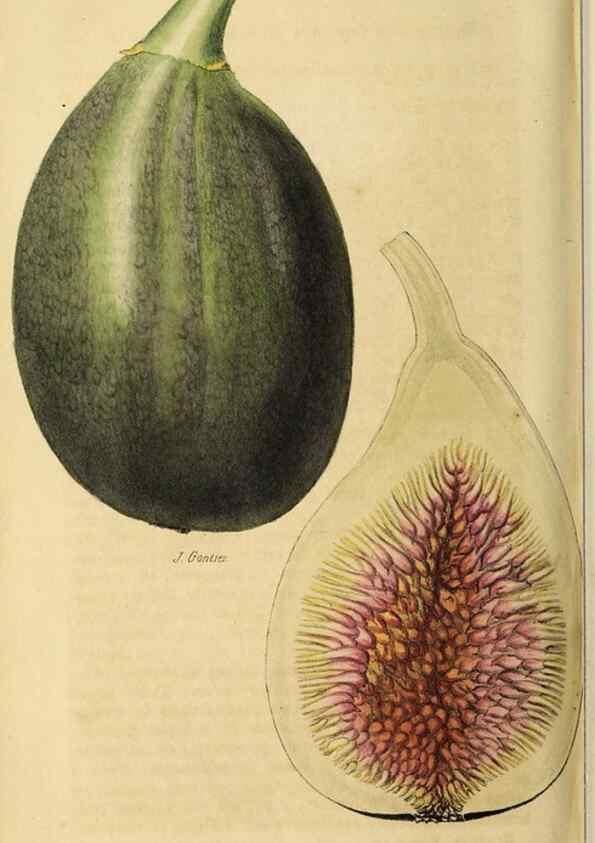Reproducción/Reproduction 36626078572: Revue horticole.. Paris :Librairie agricole de la maison rustique,1829-1974.