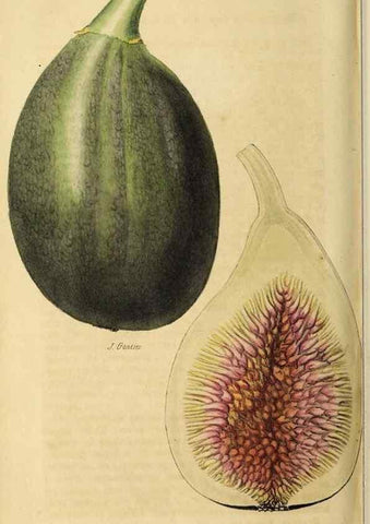 Reproducción/Reproduction 36626078572: Revue horticole.. Paris :Librairie agricole de la maison rustique,1829-1974.