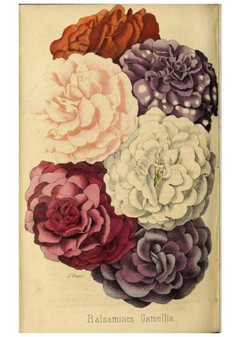 Reproducción/Reproduction 36749077726: Revue horticole.. Paris :Librairie agricole de la maison rustique,1829-1974.