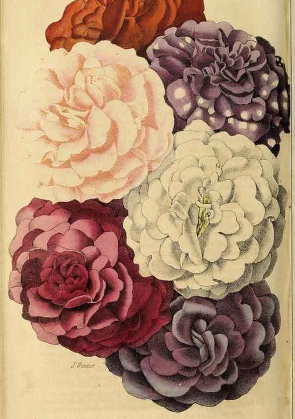 Reproducción/Reproduction 36749077726: Revue horticole.. Paris :Librairie agricole de la maison rustique,1829-1974.