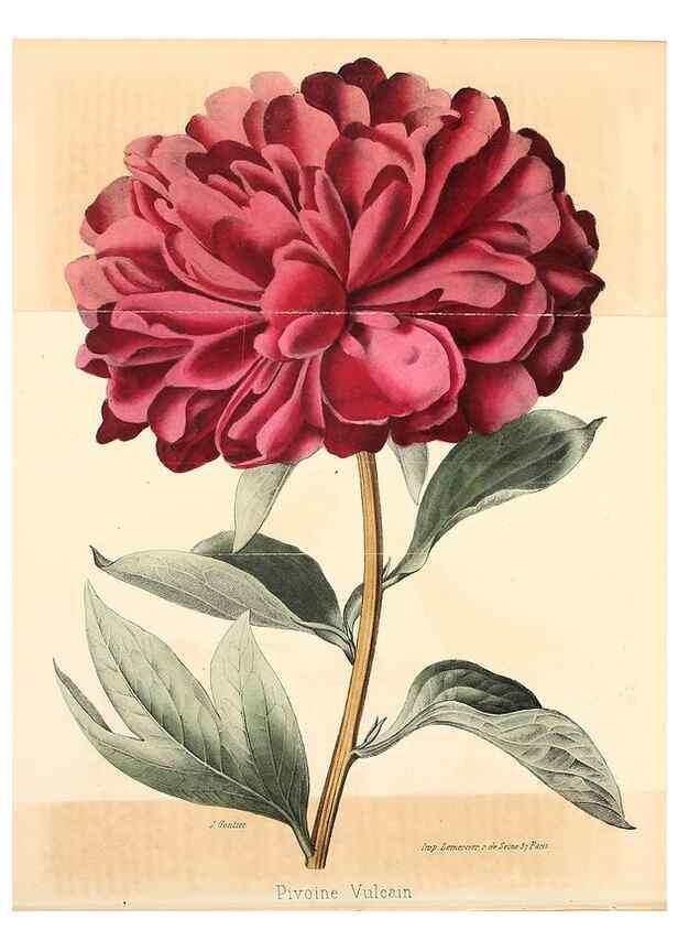 Reproducción/Reproduction 36749080656: Revue horticole.. Paris :Librairie agricole de la maison rustique,1829-1974.