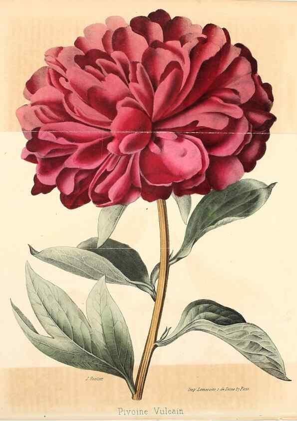 Reproducción/Reproduction 36749080656: Revue horticole.. Paris :Librairie agricole de la maison rustique,1829-1974.