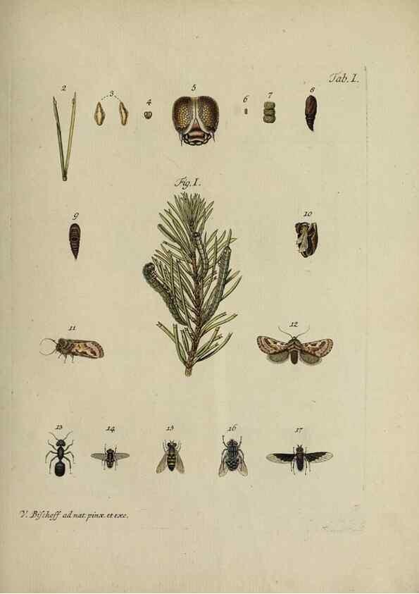 Reproducción/Reproduction 36066101893: Die wahre Ursache der Baumtrockniß der Nadelwälder durch die Naturgeschichte der Forlphaläne (Phalaena noct. piniperda) erwiesen und durch einige versuche /. Nürnberg :Bischoff