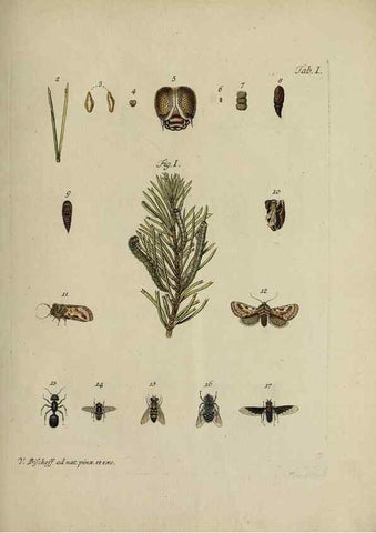 Reproducción/Reproduction 36066101893: Die wahre Ursache der Baumtrockniß der Nadelwälder durch die Naturgeschichte der Forlphaläne (Phalaena noct. piniperda) erwiesen und durch einige versuche /. Nürnberg :Bischoff