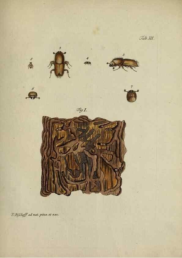 Reproducción/Reproduction 36478235250: Die wahre Ursache der Baumtrockniß der Nadelwälder durch die Naturgeschichte der Forlphaläne (Phalaena noct. piniperda) erwiesen und durch einige versuche /. Nürnberg :Bischoff