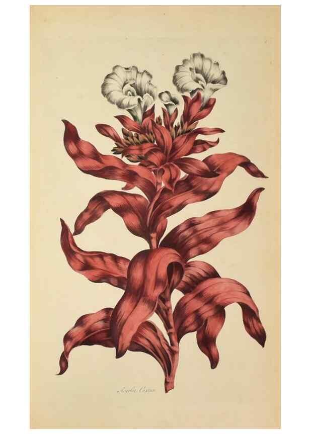 Reproducción/Reproduction 36704037782: Exotic botany illustrated :. London :Printed for the author,1772.