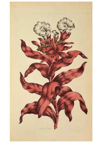 Reproducción/Reproduction 36704037782: Exotic botany illustrated :. London :Printed for the author,1772.