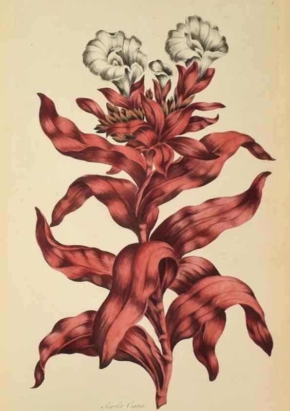 Reproducción/Reproduction 36704037782: Exotic botany illustrated :. London :Printed for the author,1772.