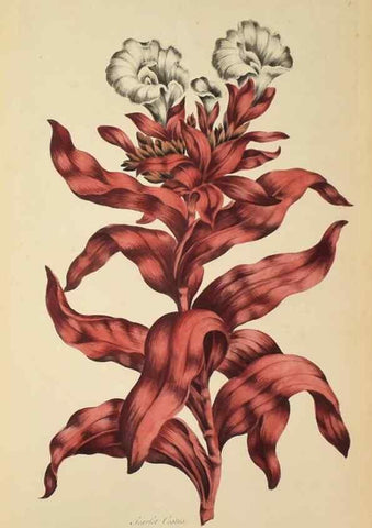 Reproducción/Reproduction 36704037782: Exotic botany illustrated :. London :Printed for the author,1772.